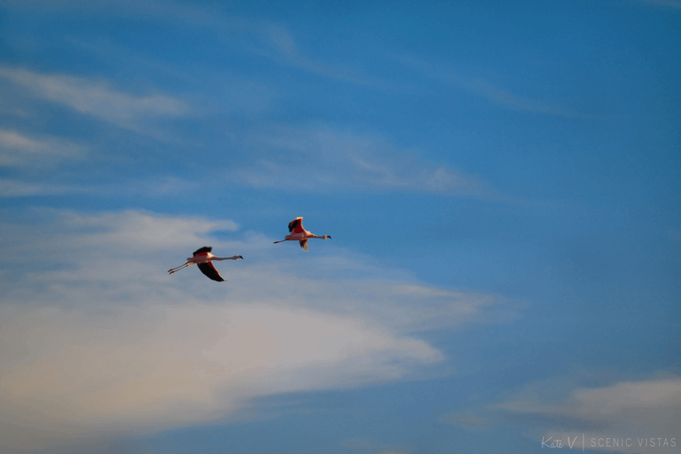 Pink flamingos take flight at Laguna Chaxa.