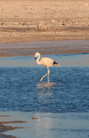 Flamingos at Laguna Chaxa in the Salar de Atacama.