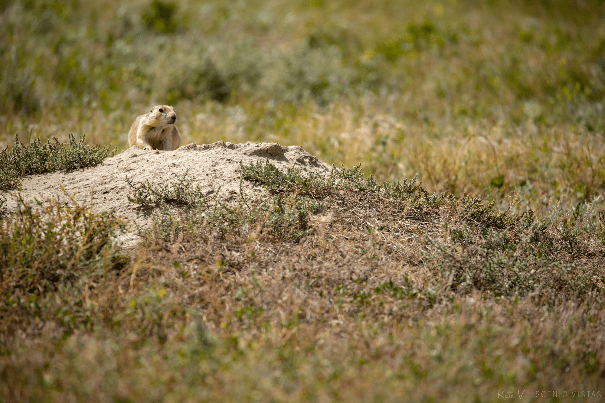 Prairie dog in Theodore Roosevelt National Park